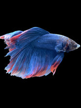 Load image into Gallery viewer, Male Halfmoon - Two Tone #005 - Live Betta Fish (NIP TAIL)

