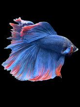 Load image into Gallery viewer, Male Halfmoon - Two Tone #005 - Live Betta Fish (NIP TAIL)
