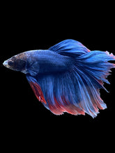 Load image into Gallery viewer, Male Halfmoon - Two Tone #005 - Live Betta Fish (NIP TAIL)
