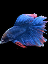 Load image into Gallery viewer, Male Halfmoon - Two Tone #005 - Live Betta Fish (NIP TAIL)
