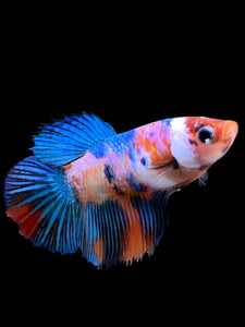 TOP GRADE Female Halfmoon - Multicolor #0061 - Live Betta Fish