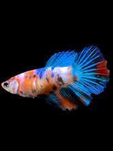 Load image into Gallery viewer, TOP GRADE Female Halfmoon - Multicolor #0061 - Live Betta Fish
