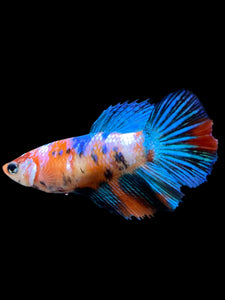 TOP GRADE Female Halfmoon - Multicolor #0061 - Live Betta Fish