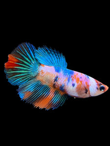 TOP GRADE Female Halfmoon - Multicolor #0061 - Live Betta Fish