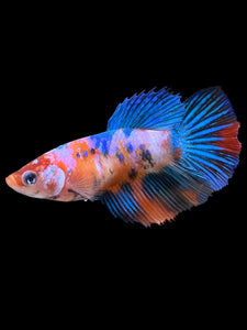 TOP GRADE Female Halfmoon - Multicolor #0061 - Live Betta Fish