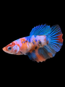 TOP GRADE Female Halfmoon - Multicolor #0061 - Live Betta Fish