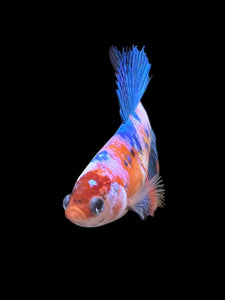 TOP GRADE Female Halfmoon - Multicolor #0061 - Live Betta Fish