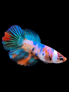 TOP GRADE Female Halfmoon - Multicolor #0061 - Live Betta Fish