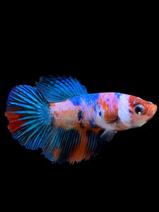 TOP GRADE Female Halfmoon - Multicolor #0061 - Live Betta Fish