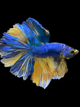 Load image into Gallery viewer, Male Rosetail - Yellow Galaxy #0062 - Live Betta Fish
