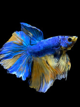 Load image into Gallery viewer, Male Rosetail - Yellow Galaxy #0062 - Live Betta Fish
