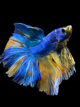 Load image into Gallery viewer, Male Rosetail - Yellow Galaxy #0062 - Live Betta Fish
