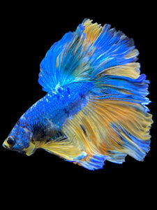 Male Rosetail - Yellow Galaxy #0062 - Live Betta Fish