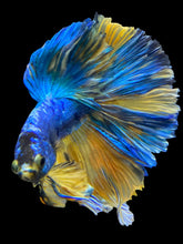 Load image into Gallery viewer, Male Rosetail - Yellow Galaxy #0062 - Live Betta Fish
