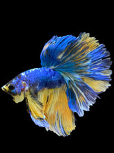 Load image into Gallery viewer, Male Rosetail - Yellow Galaxy #0062 - Live Betta Fish
