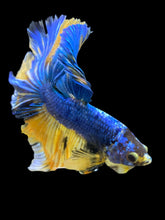 Load image into Gallery viewer, Male Rosetail - Yellow Galaxy #0062 - Live Betta Fish
