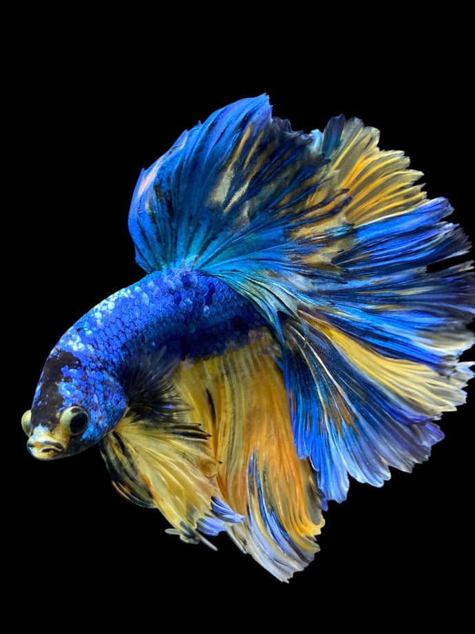 Male Rosetail - Yellow Galaxy #0062 - Live Betta Fish