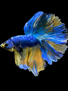 Male Rosetail - Yellow Galaxy #0062 - Live Betta Fish