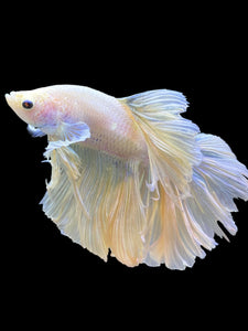 Male Rosetail - Pastel #0063 - Live Betta Fish