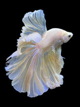 Load image into Gallery viewer, Male Rosetail - Pastel #0063 - Live Betta Fish
