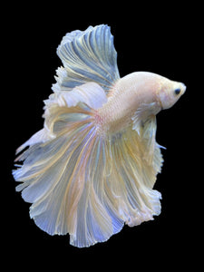 Male Rosetail - Pastel #0063 - Live Betta Fish