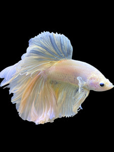 Male Rosetail - Pastel #0063 - Live Betta Fish