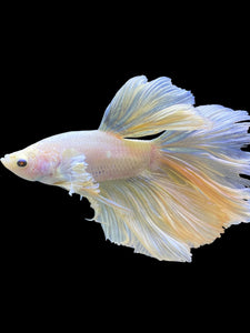 Male Rosetail - Pastel #0063 - Live Betta Fish