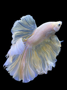 Male Rosetail - Pastel #0063 - Live Betta Fish