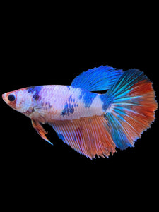 TOP GRADE Female Halfmoon - Galaxy #0064 - Live Betta Fish