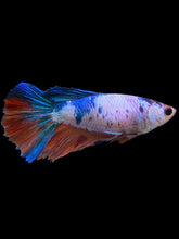 Load image into Gallery viewer, TOP GRADE Female Halfmoon - Galaxy #0064 - Live Betta Fish
