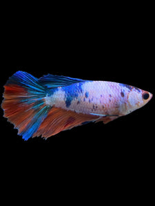 TOP GRADE Female Halfmoon - Galaxy #0064 - Live Betta Fish