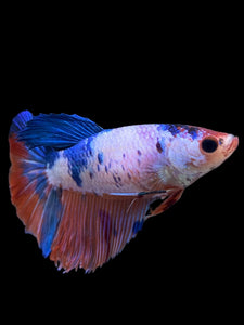 TOP GRADE Female Halfmoon - Galaxy #0064 - Live Betta Fish