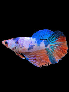 TOP GRADE Female Halfmoon - Galaxy #0064 - Live Betta Fish