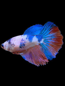 TOP GRADE Female Halfmoon - Galaxy #0064 - Live Betta Fish