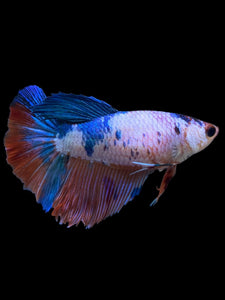 TOP GRADE Female Halfmoon - Galaxy #0064 - Live Betta Fish