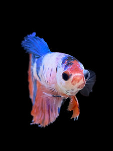 TOP GRADE Female Halfmoon - Galaxy #0064 - Live Betta Fish