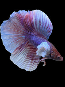 Male Halfmoon - Dumbo #0065 - Live Betta Fish