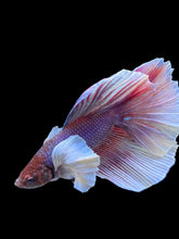 Load image into Gallery viewer, Male Halfmoon - Dumbo #0065 - Live Betta Fish
