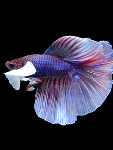 Male Halfmoon - Dumbo #0065 - Live Betta Fish