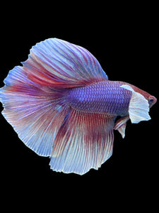 Male Halfmoon - Dumbo #0065 - Live Betta Fish