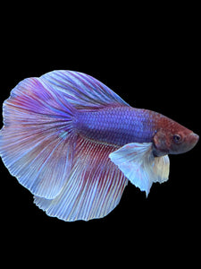 Male Halfmoon - Dumbo #0065 - Live Betta Fish