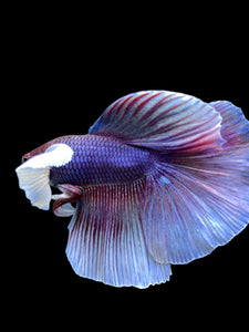 Male Halfmoon - Dumbo #0065 - Live Betta Fish