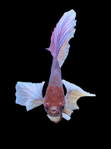 Male Halfmoon - Dumbo #0065 - Live Betta Fish