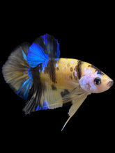 Load image into Gallery viewer, Male Halfmoon Plakat - Yellow Galaxy #0066 - Live Betta Fish
