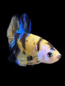 Male Halfmoon Plakat - Yellow Galaxy #0066 - Live Betta Fish