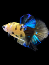 Load image into Gallery viewer, Male Halfmoon Plakat - Yellow Galaxy #0066 - Live Betta Fish
