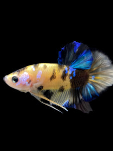 Male Halfmoon Plakat - Yellow Galaxy #0066 - Live Betta Fish