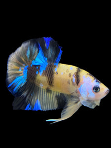 Male Halfmoon Plakat - Yellow Galaxy #0066 - Live Betta Fish