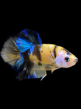 Load image into Gallery viewer, Male Halfmoon Plakat - Yellow Galaxy #0066 - Live Betta Fish
