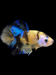 Male Halfmoon Plakat - Yellow Galaxy #0066 - Live Betta Fish